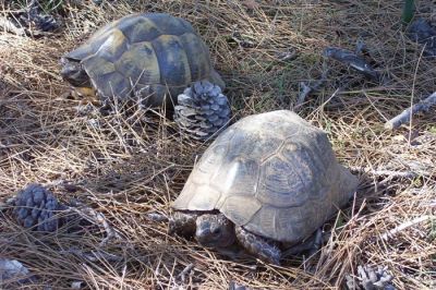 Κάντε κλικ για να δείτε την εικόνα σε πλήρες μέγεθος