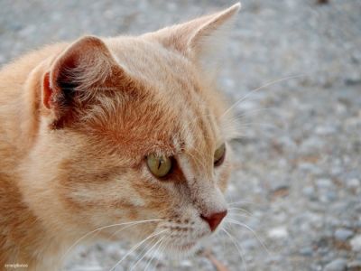 Κάντε κλικ για να δείτε την εικόνα σε πλήρες μέγεθος