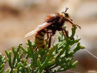 Κάντε κλικ για να δείτε την εικόνα σε πλήρες μέγεθος