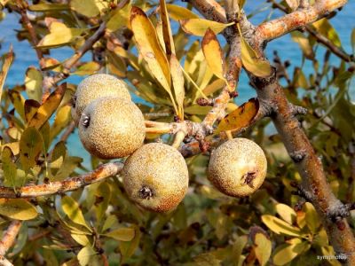 Κάντε κλικ για να δείτε την εικόνα σε πλήρες μέγεθος