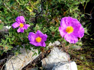 Κάντε κλικ για να δείτε την εικόνα σε πλήρες μέγεθος