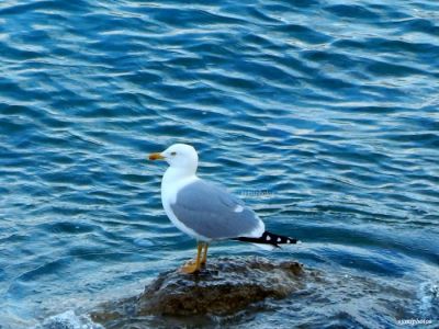 Κάντε κλικ για να δείτε την εικόνα σε πλήρες μέγεθος