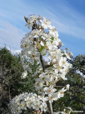 Tam boy resmi görebilmek için tıklayın