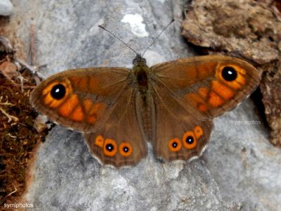 Κάντε κλικ για να δείτε την εικόνα σε πλήρες μέγεθος