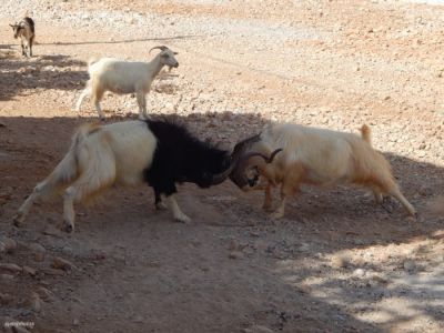 Κάντε κλικ για να δείτε την εικόνα σε πλήρες μέγεθος