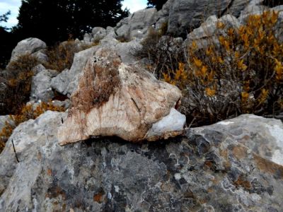 Tam boy resmi görebilmek için tıklayın