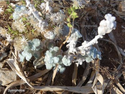 Tam boy resmi görebilmek için tıklayın