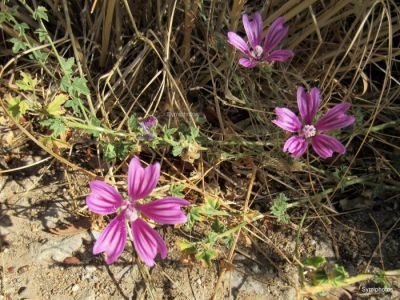 Κάντε κλικ για να δείτε την εικόνα σε πλήρες μέγεθος