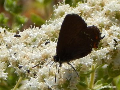 Tam boy resmi görebilmek için tıklayın