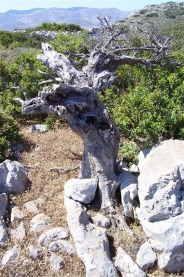 Κάντε κλικ για να δείτε την εικόνα σε πλήρες μέγεθος