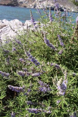 Κάντε κλικ για να δείτε την εικόνα σε πλήρες μέγεθος