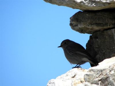 Tam boy resmi görebilmek için tıklayın
